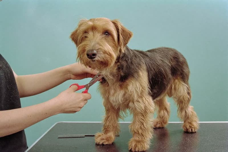 A terrier standing calmly on a grooming table while being handled
