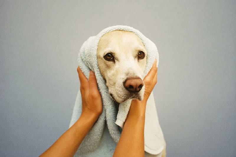 A dog being towel-dried after its bath