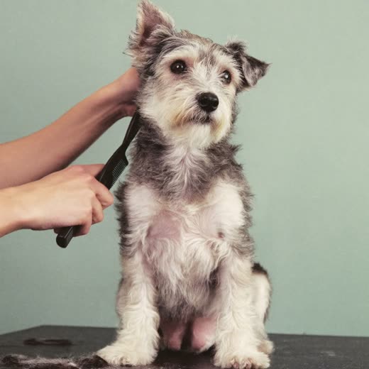 A wire-haired terrier being combed through during a full groom