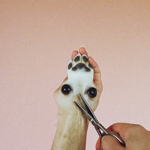 A dog's paw held while its nails are clipped