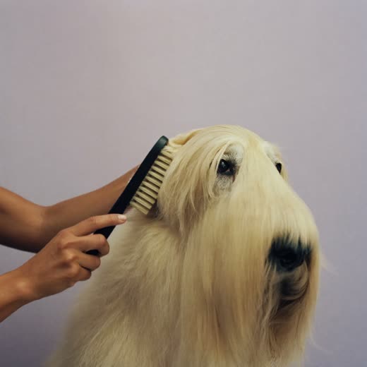 A long-coated hound being brushed out and de-shedded